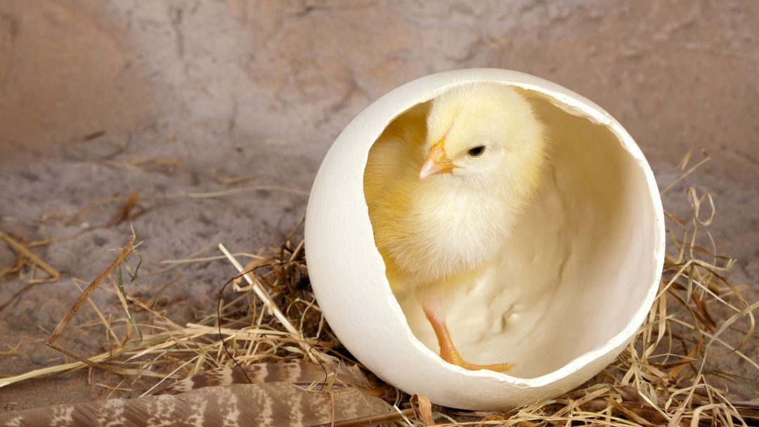 Hatching Chicken Eggs at Home Discover the Secrets to Successful