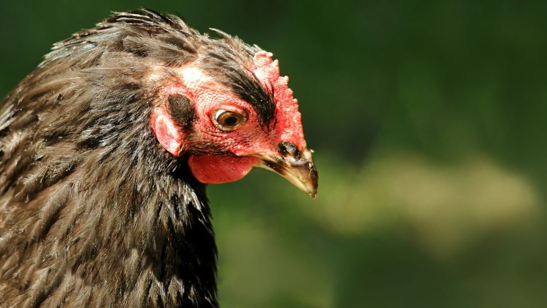 Expert Tips to Help Molting Chickens - Grow Chicken