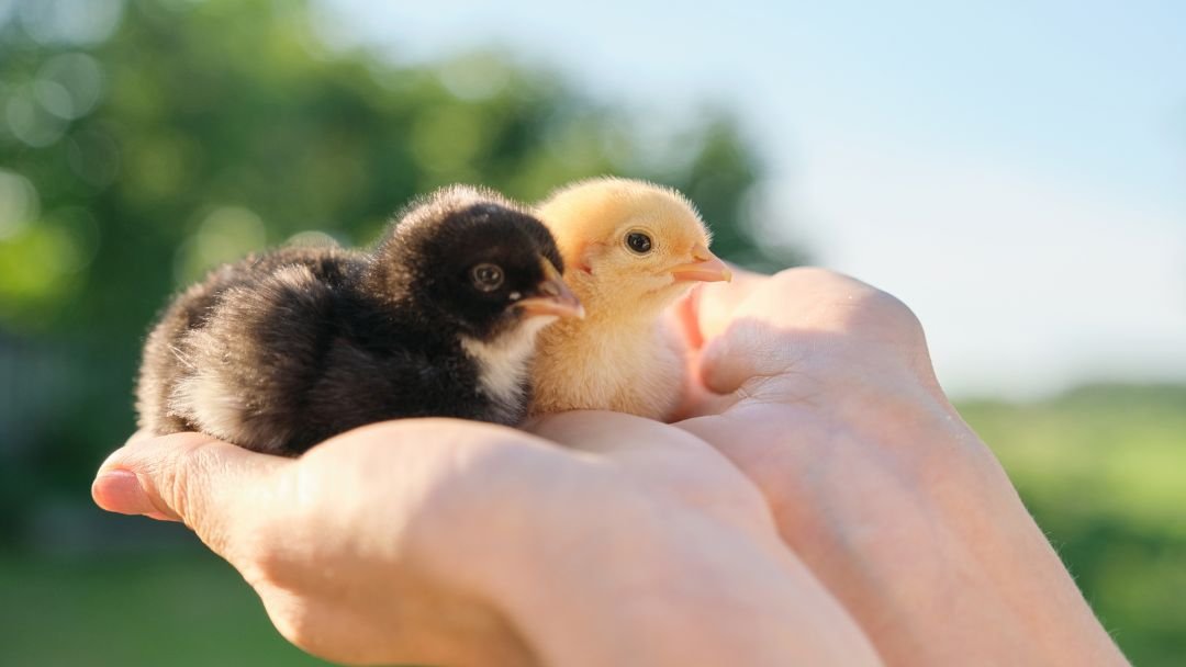 How To Spot the Gender of Baby Chicks | Grow Chicken