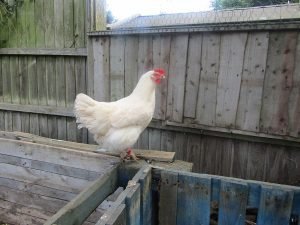 Sussex Chicken Breed: History, Characteristics, Temperament & Comb Type