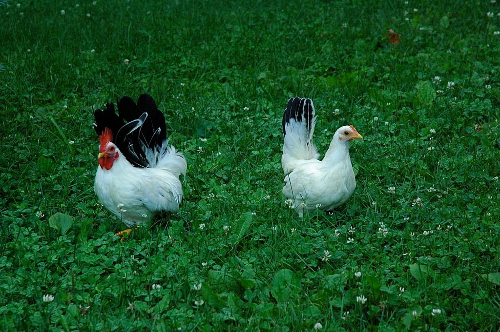 Japanese Bantam Chicken