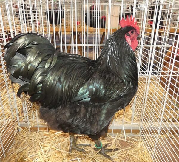 Asil Chicken Breed: History, Characteristics, Temperament & Comb Type ...
