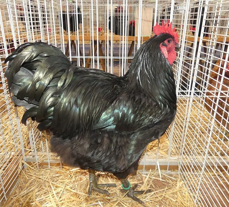 Jersey Giant Chicken Breed: History, Characteristics, Temperament & Comb Type