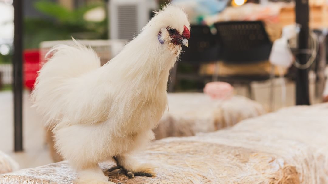 how-to-keep-chickens-cool-in-summer-simple-and-effective-strategies