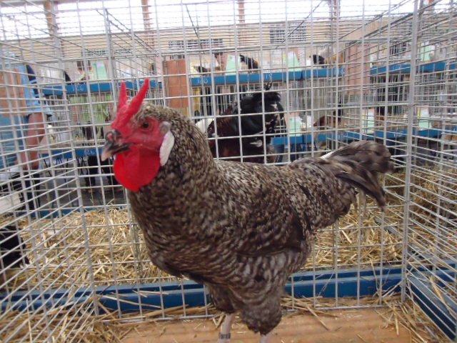 La Flèche Chicken Breed