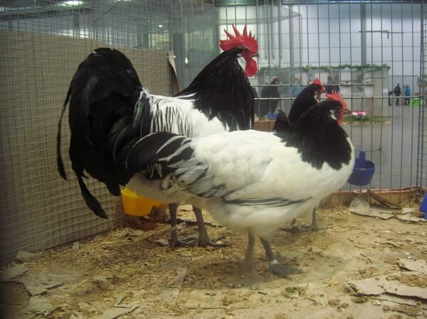 Asil Chicken Breed: History, Characteristics, Temperament & Comb Type ...