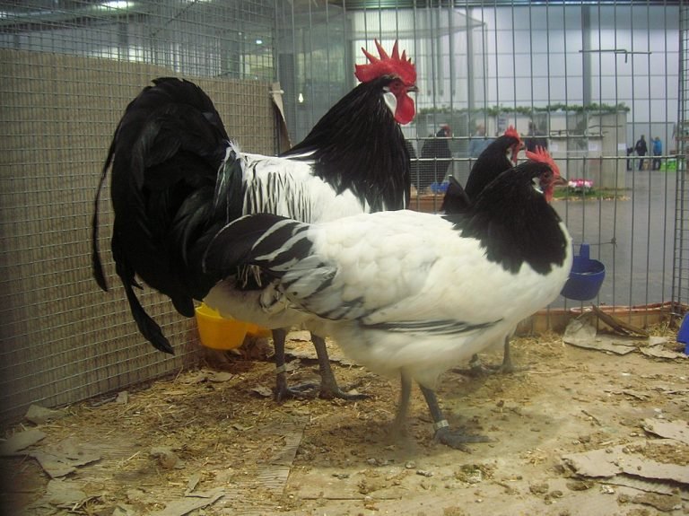 Lakenvelder Chicken Breed: History, Characteristics, Temperament & Comb Type