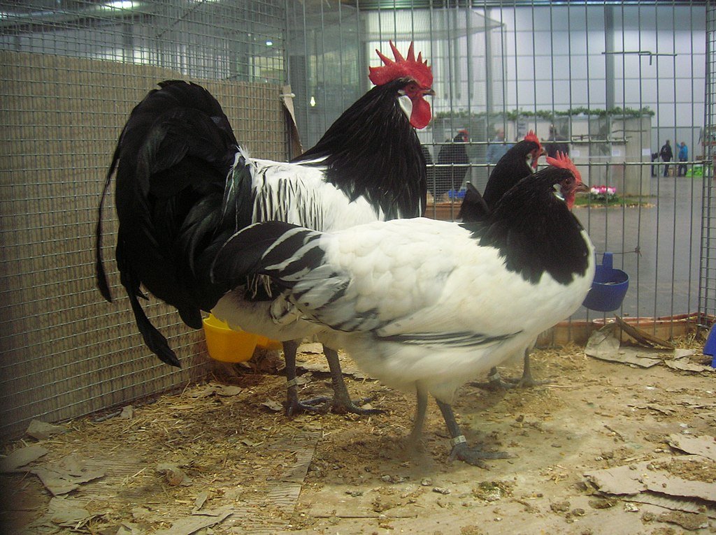 Lakenvelder Chicken