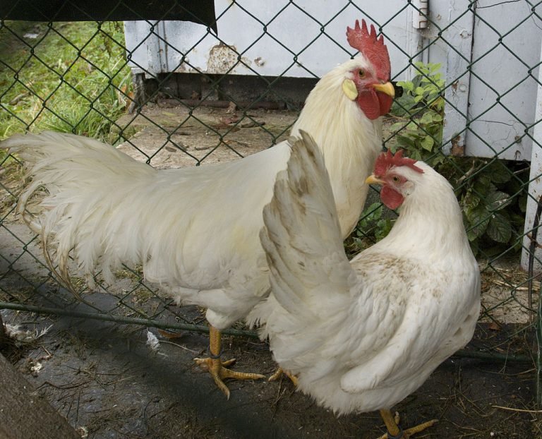 Leghorn Chicken Breed: Fascinating Allure