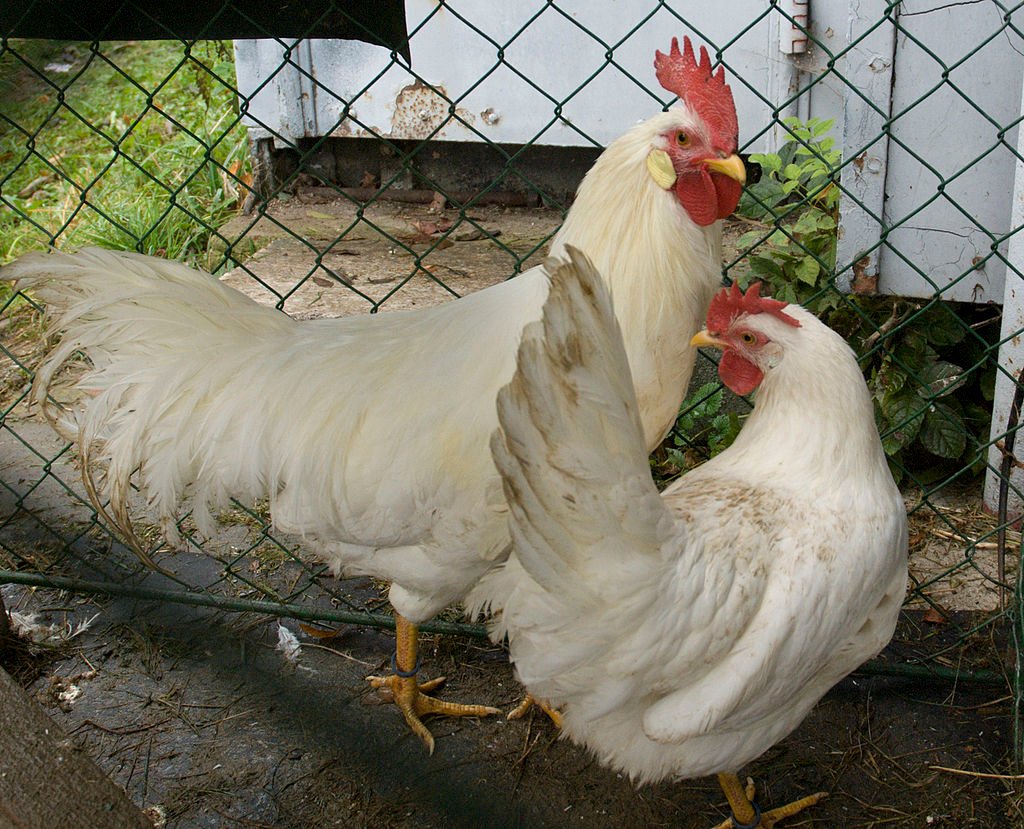 Leghorn Cockerel and Hen