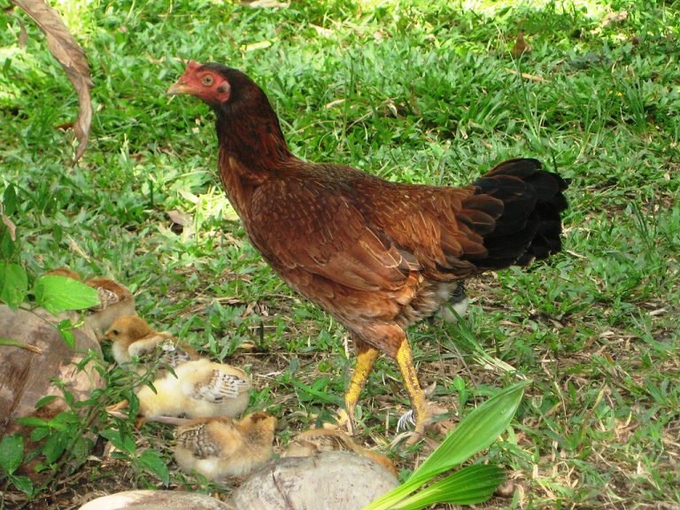 Malay Chicken Breed