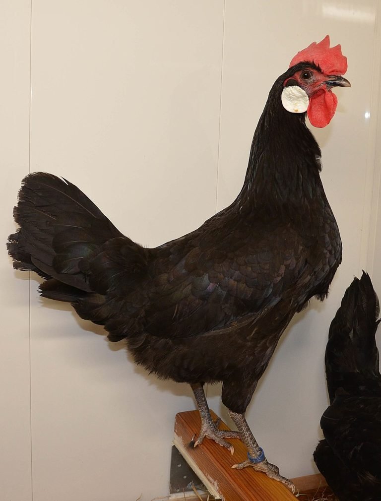 Minorca Chicken Breed: History, Characteristics, Temperament & Comb Type