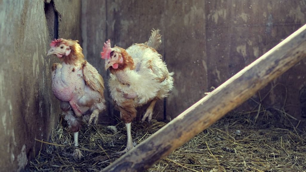 Molting Chicken Resting