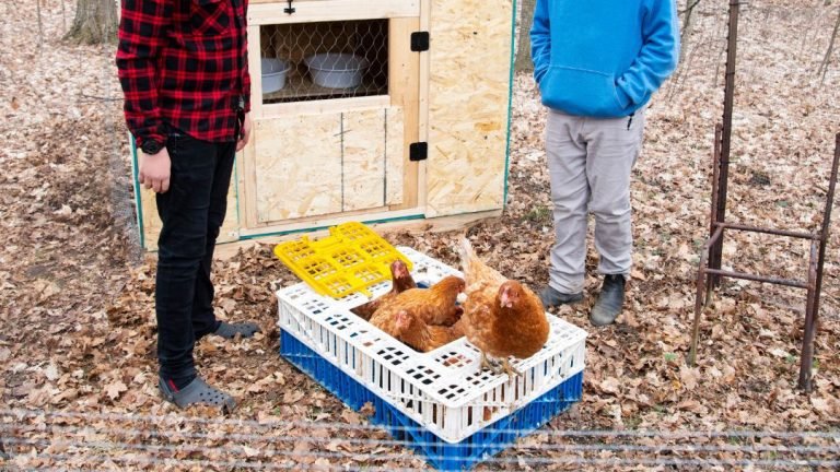 Moving Chicks to the Chicken Coop: Know The Steps
