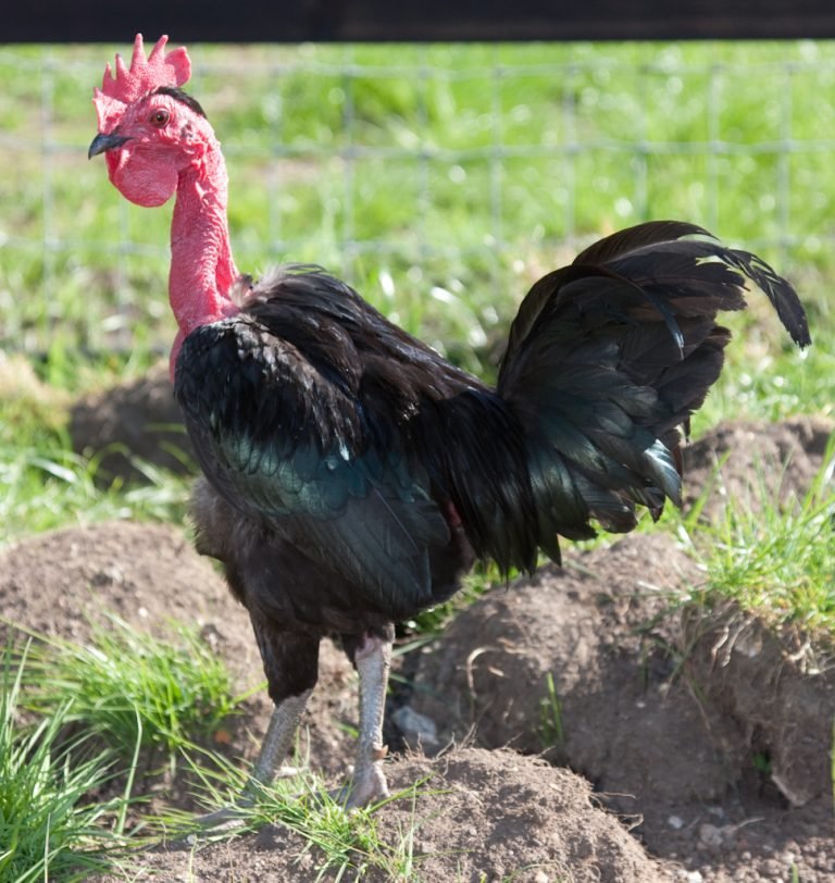 Naked-Neck Chicken Breed: History, Characteristics, Temperament & Comb Type