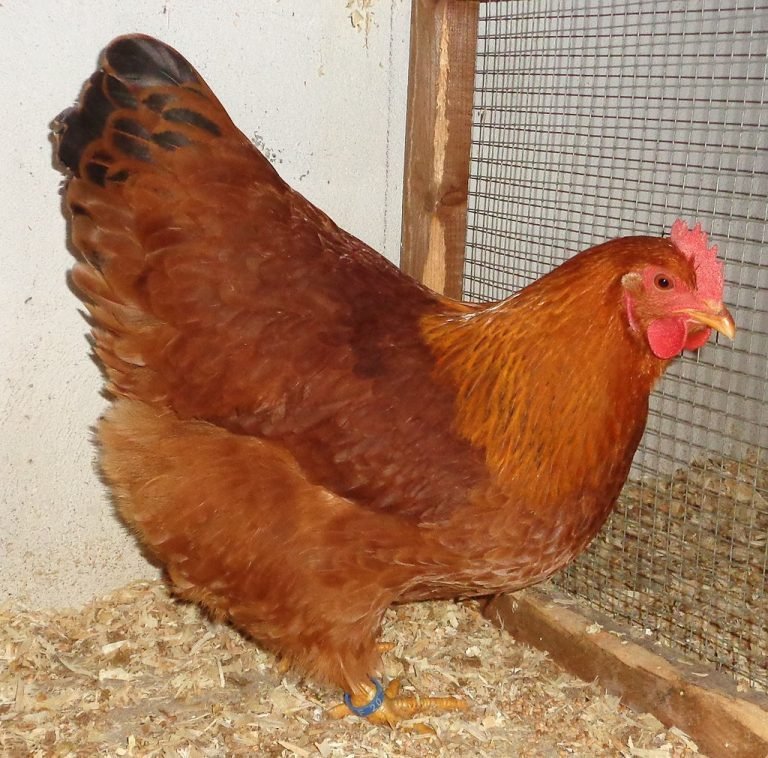 New Hampshire Chicken Breed: History, Characteristics, Temperament & Comb Type