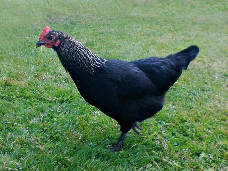 Norfolk Grey Chicken Breed: History, Characteristics, Temperament & Comb Type