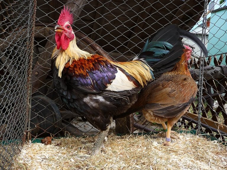 Old English Game Chicken Breed