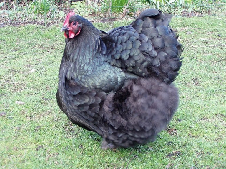 Orpington Chicken Breed: History, Characteristics, Temperament & Comb Type
