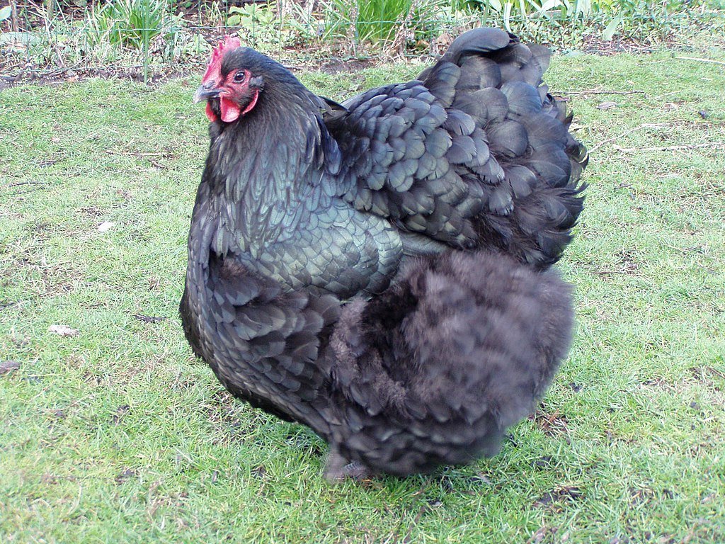 Orpington Chicken