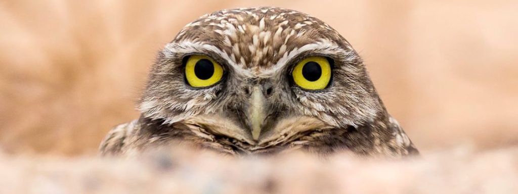 Owl Chicken Predator