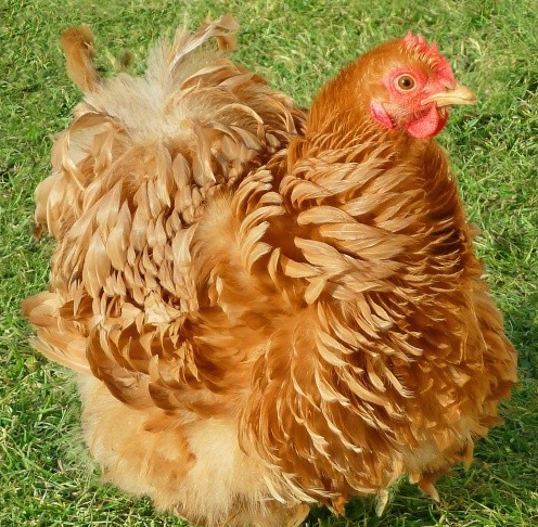 Pekin Chicken