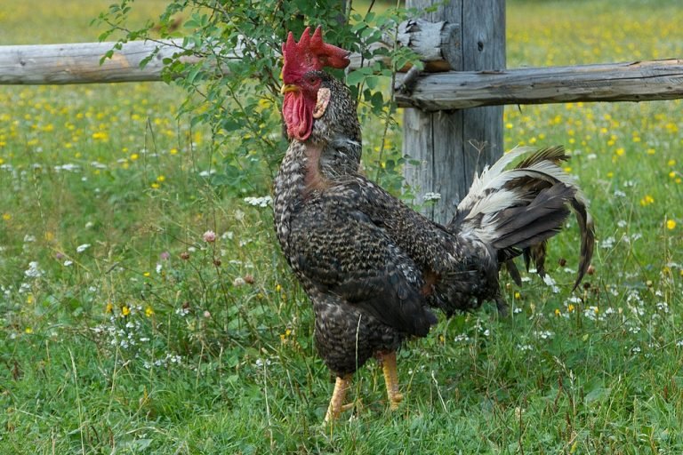 Plymouth Rock Chicken Breed: History, Characteristics, Temperament & Comb Type