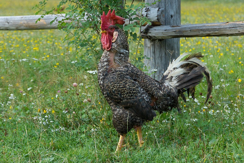 Plymouth Rock Chicken