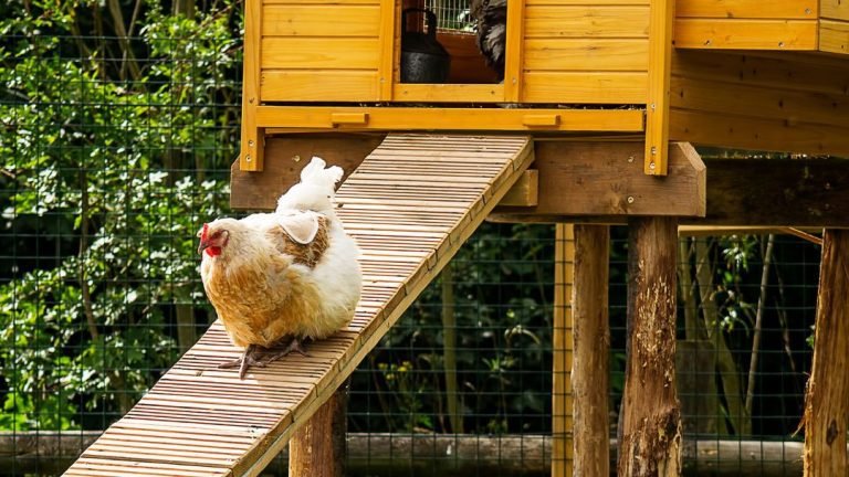 How Steep Can a Chicken Coop Ramp Be?