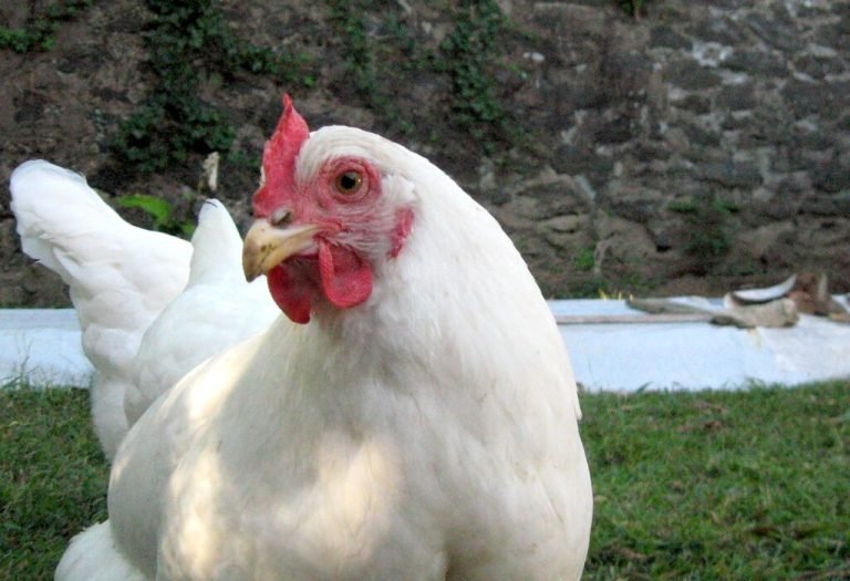 Rhode Island White Chicken