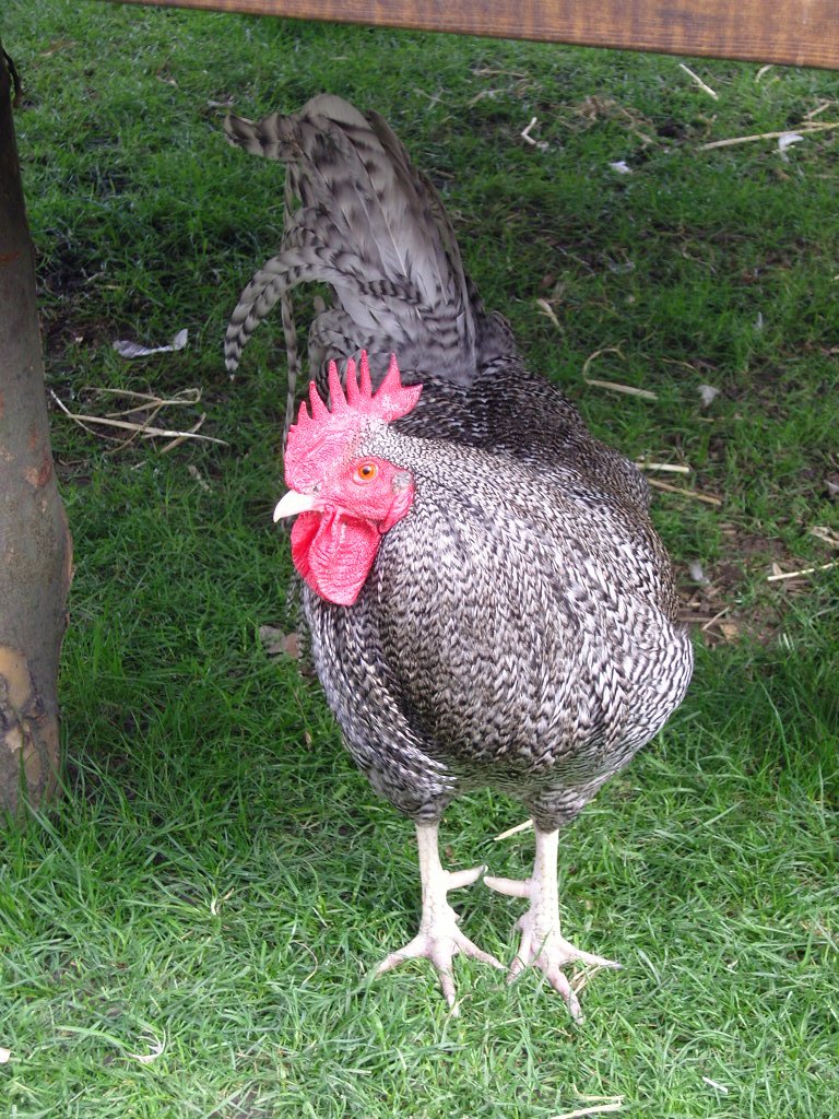 Scots Grey Chicken