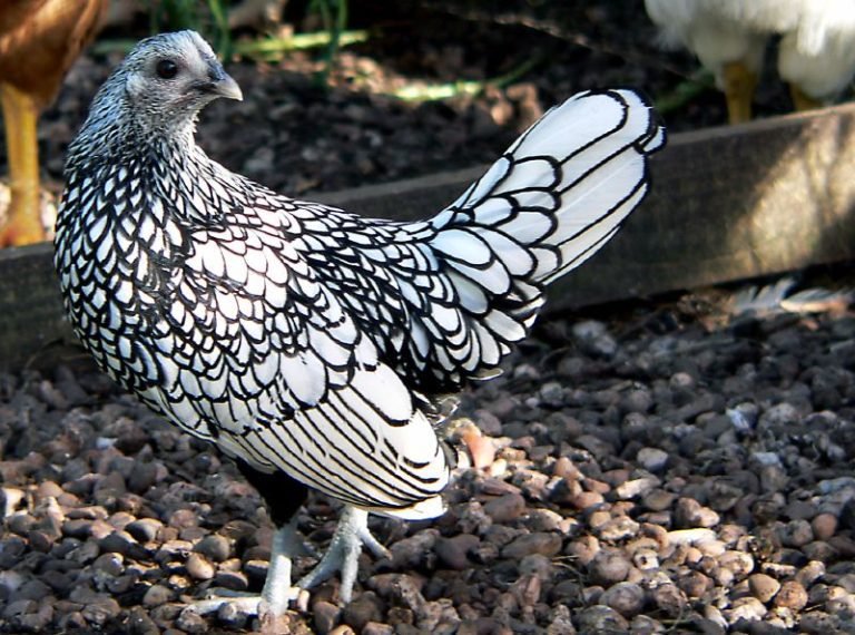 Sebright Chicken Breed: The Majestic and Graceful Powerhouses
