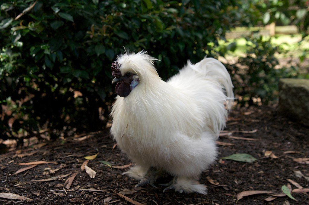 Silkie Chicken