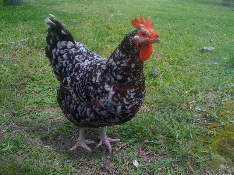 Sussex Chicken Breed: History, Characteristics, Temperament & Comb Type