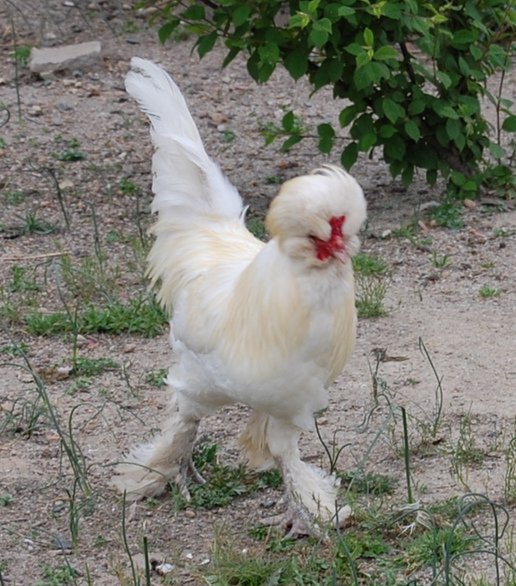 White Sultan Chicken