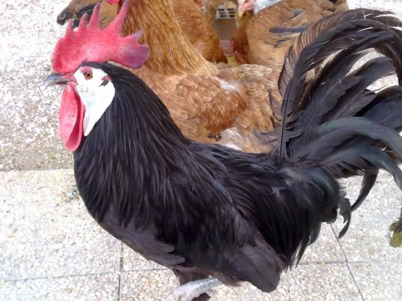 White-Faced Black Spanish Chicken