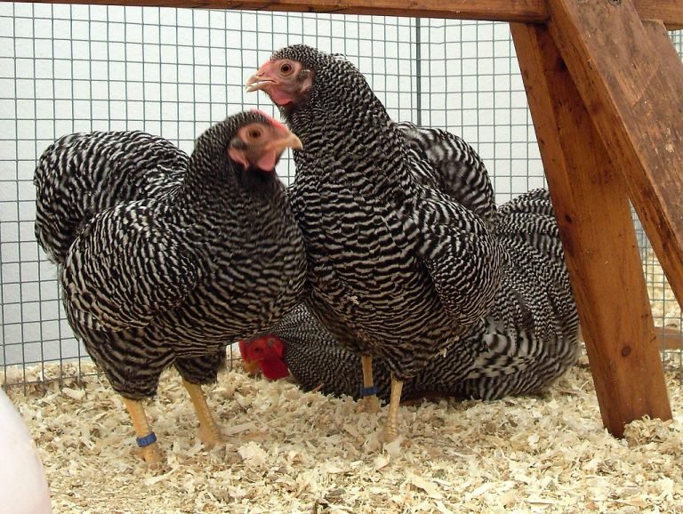 Winnebago Or Wyandotte Chicken Breed: History, Characteristics, Temperament & Comb Type