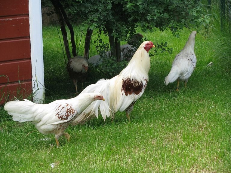 Yokohama Chicken Breed: Exotic Poultry