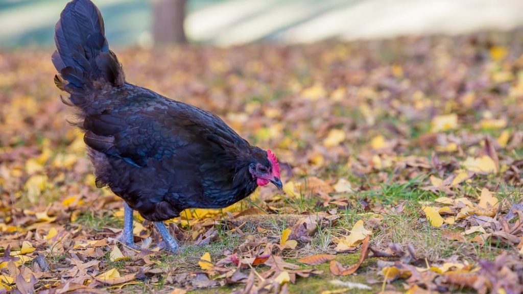 Australorp Chicken Breed