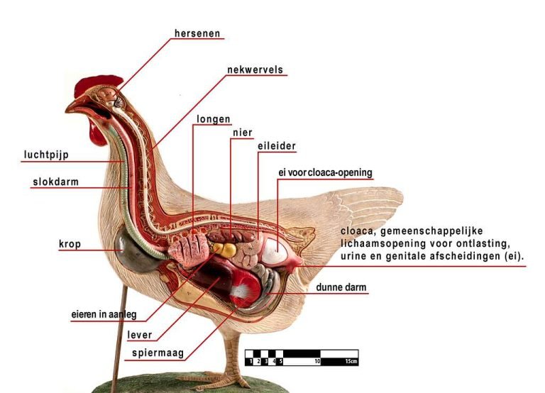 Chicken Digestive System: Unveiling the Intricate Mechanisms