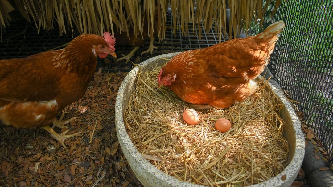 How Do Chickens Lay Eggs The Intriguing Science Behind It Grow Chicken