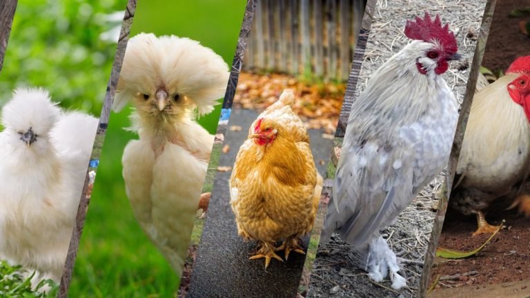 Discover the 5 Astounding Egg-Layers with Fluffy Feathered Feet!