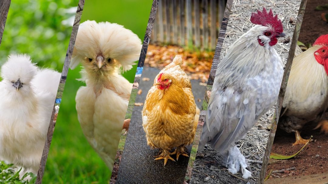 Discover the 5 Astounding Egg-Layers with Fluffy Feathered Feet! - Grow ...