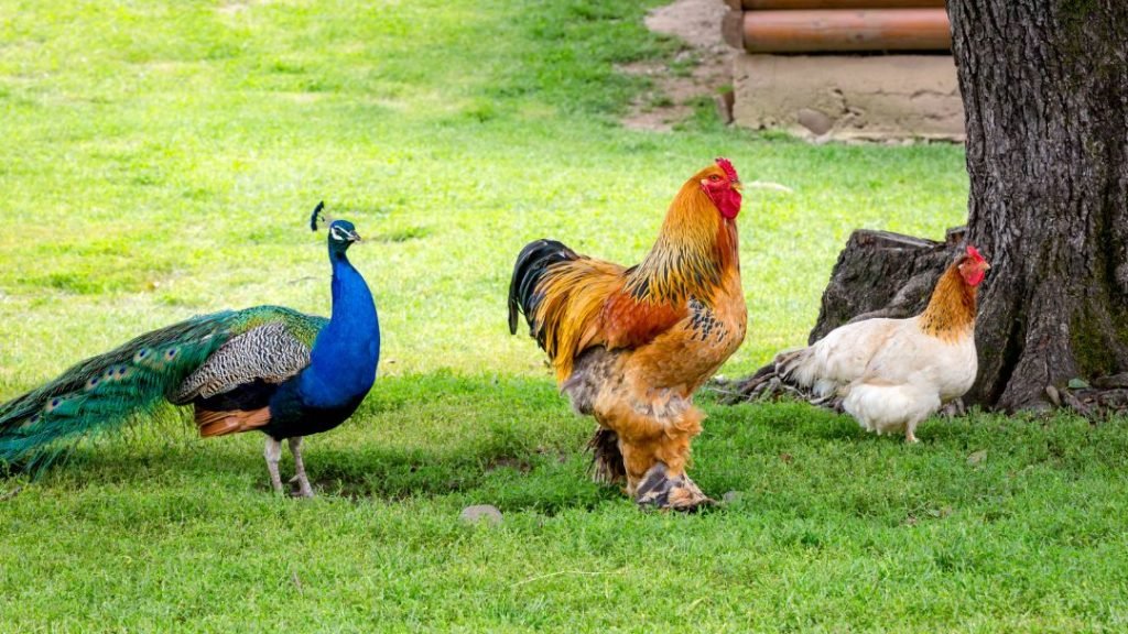 Keeping Peacock and Chickens Together