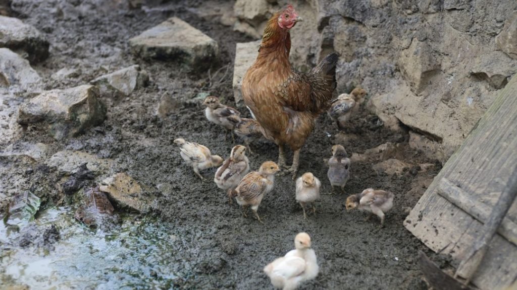 Muddy Chicken Run