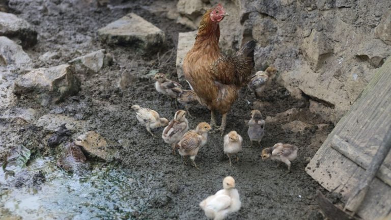 Muddy Chicken Run: Filthy Fowl Adventure