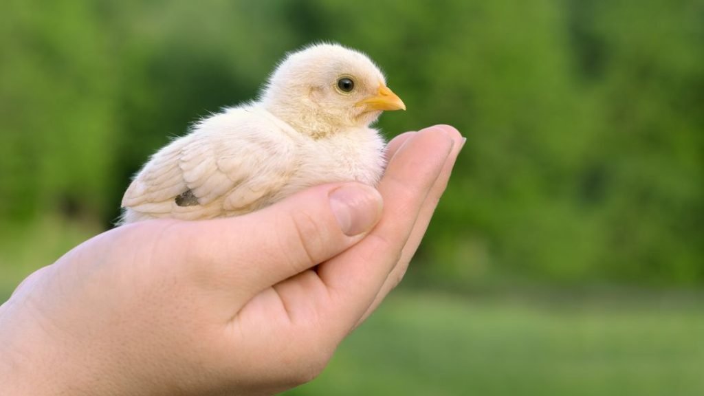 Taking Care of Baby Chicks