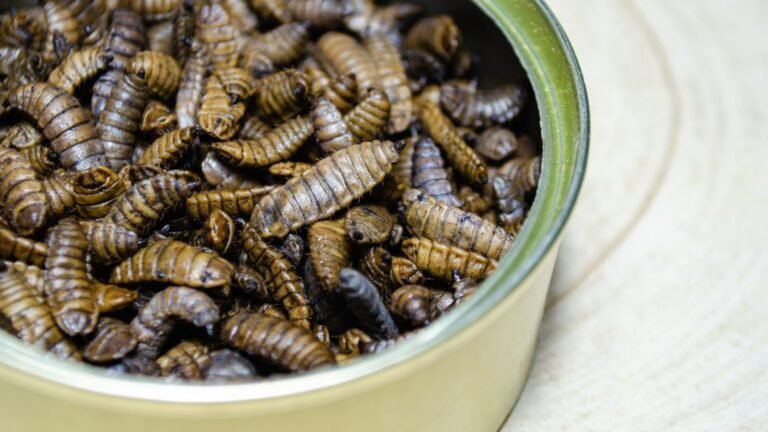 Black Fly Larvae for Chickens