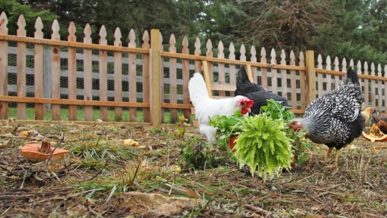 Chicken Eating Fern