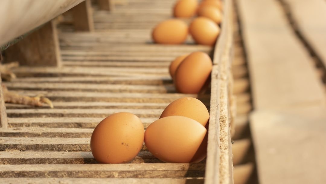 Signs Of EggEating Chickens And How To Solve It Grow Chicken